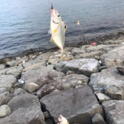 子供とキス釣り