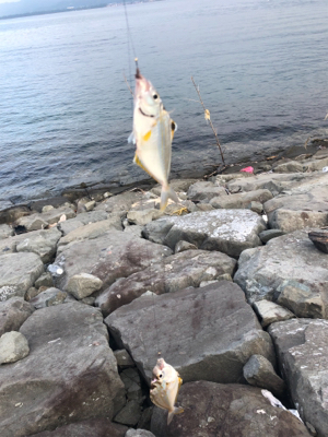 子供とキス釣り