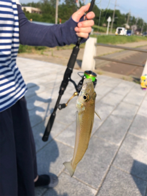 暑過ぎて 短時間キス釣り