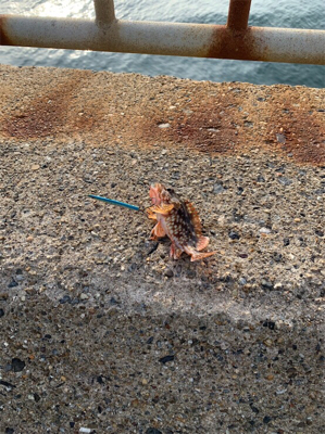 チビアオリ確認