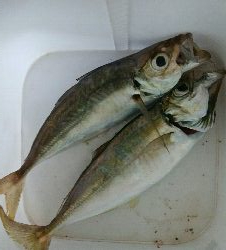 朝マズメアジング