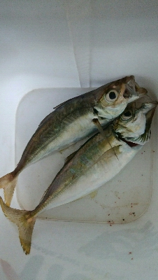 朝マズメアジング