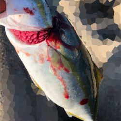 早朝ツバッシング