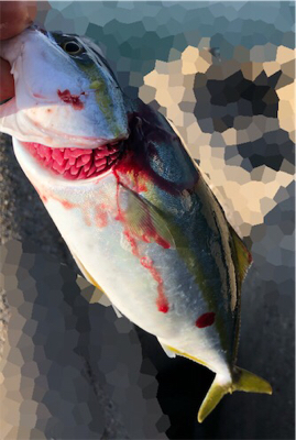 早朝ツバッシング