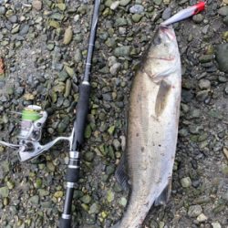 リバーシーバス