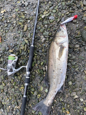 リバーシーバス