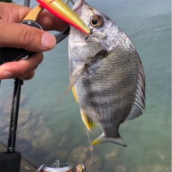 トップゲーム&ボトムダート