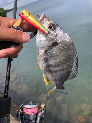 トップゲーム&ボトムダート