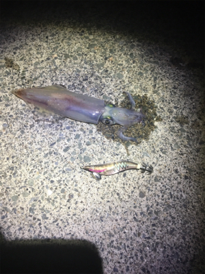 ちょい投げがしたくて