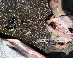 開始５分でチヌ