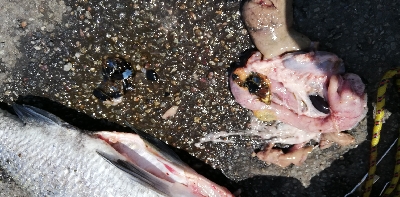 開始５分でチヌ