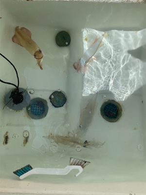 マイボートでデイイカメタル