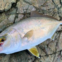 ハタとネリゴがわらわら