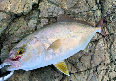 ハタとネリゴがわらわら