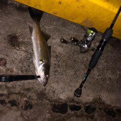 夜中アジは不在 流れ星は100個確認。