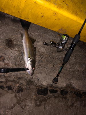 夜中アジは不在 流れ星は100個確認。