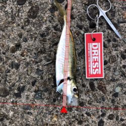 早朝にアジとガシラ