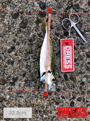 早朝にアジとガシラ