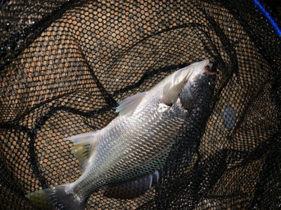 夕方のぶっ込み釣り