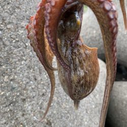 盆休み2日目、渋い。