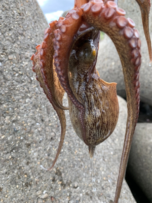 盆休み2日目、渋い。