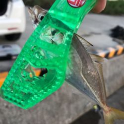 アジングからのサビキ釣り