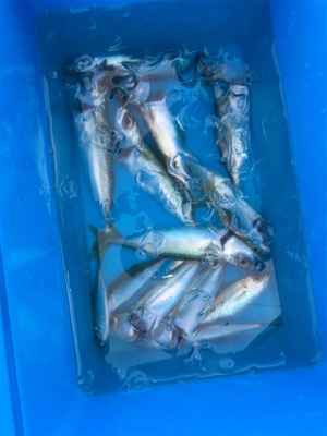 ファミリーフィッシング