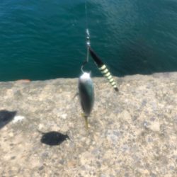 フクラギ 道南ショアジギング