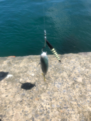 フクラギ 道南ショアジギング