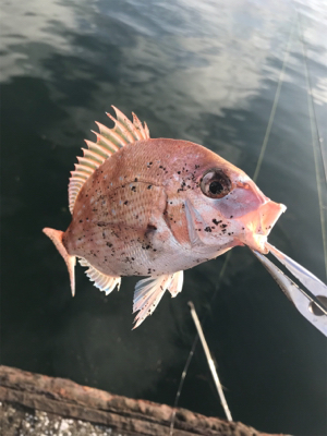 フラットゲームは…