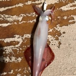 小浜でイカメタル