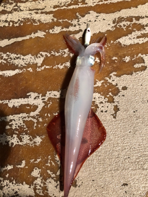 小浜でイカメタル