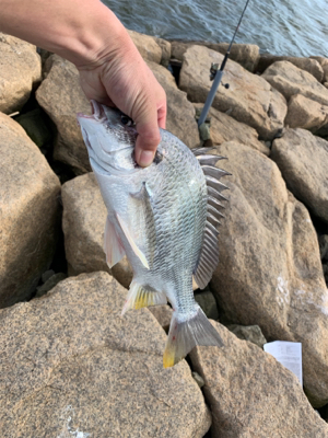 台風前に夕方のぶっ込み釣り