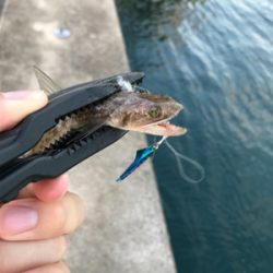 根魚を求めて④