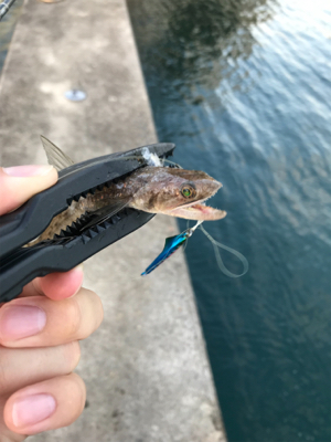 根魚を求めて④