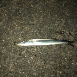 カマスカマスカマス