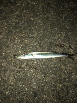 カマスカマスカマス