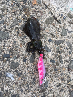 丹後の漁港ランガン❗️