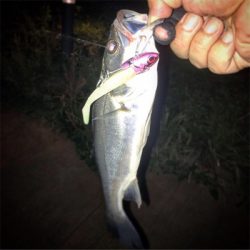 帰阪後、初シーバス