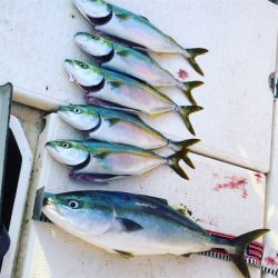 メジロ、ツバス