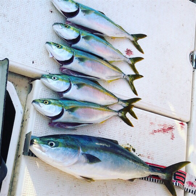 メジロ、ツバス