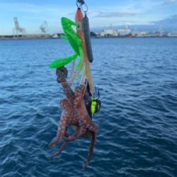 朝まづめのオクトパッシング