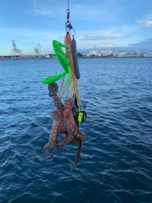 朝まづめのオクトパッシング