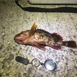 アジング楽しい