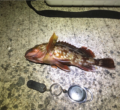 アジング楽しい