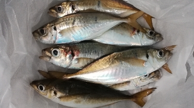 アジンガー1900〜1931 2105〜2…