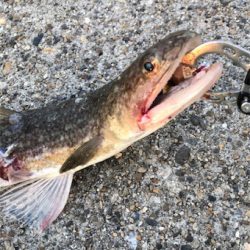 台風明けのBIGな底物