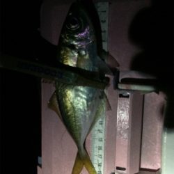 台風前ライト調査