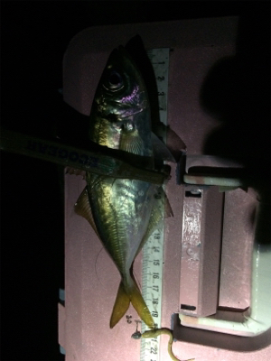 台風前ライト調査