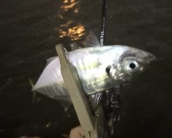 アジング練習10